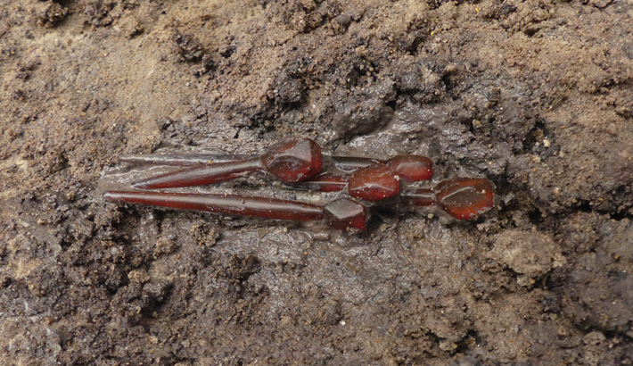 Autun Cemetery Amber Pins