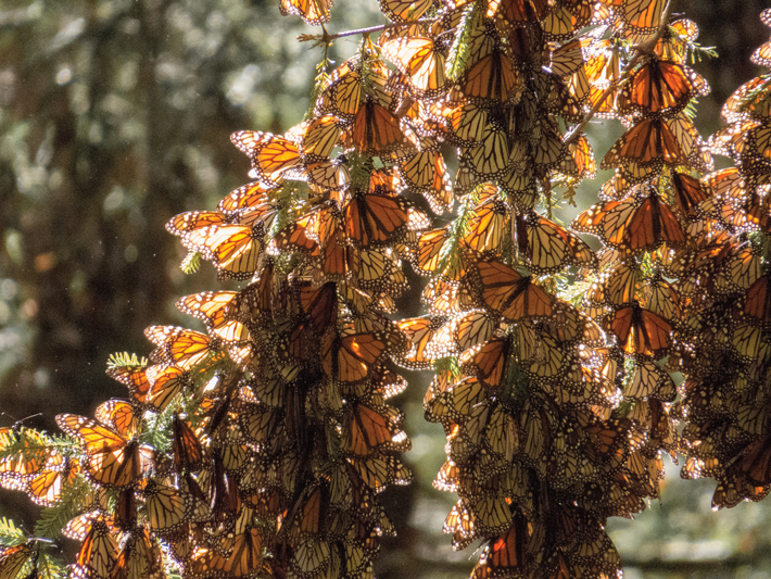 Mexico Butterflies Branch