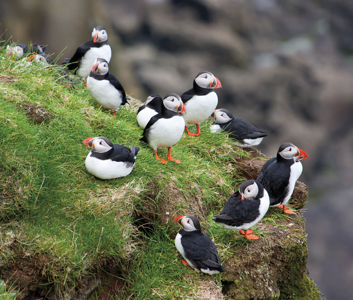 Faroes Puffins