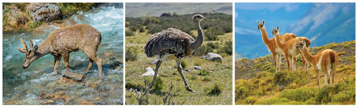 Patagonia Native Animals