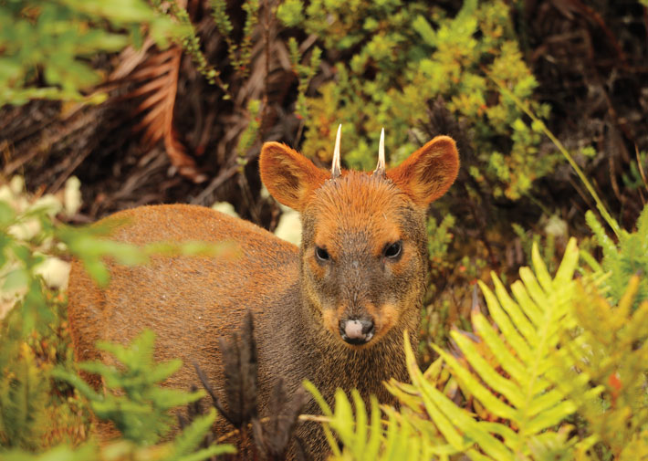 Patagonia Pudu