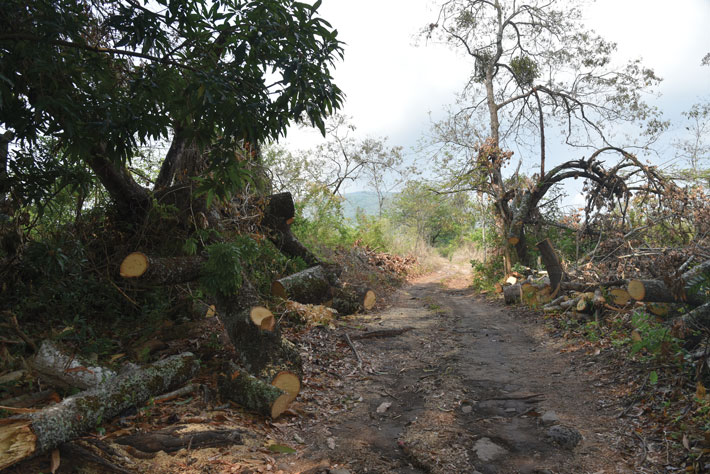 El Salvador Conacaste Tree