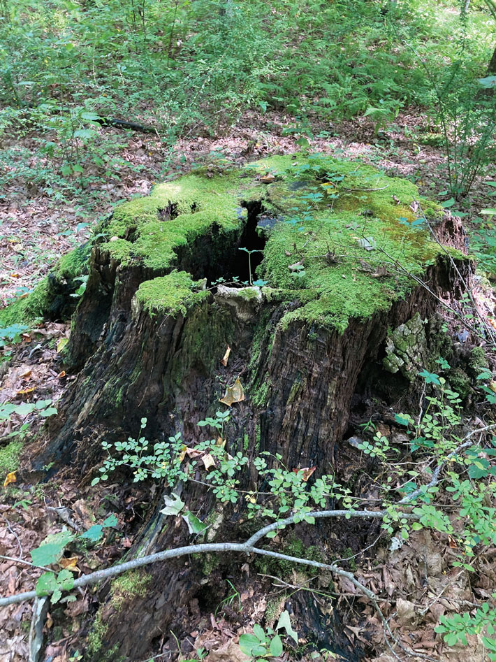 Catskills Olive Tree Stump